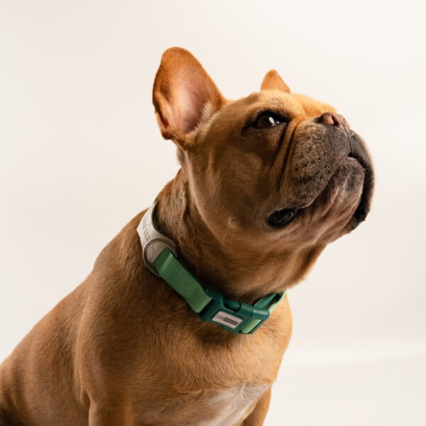 Collar de nylon ajustable