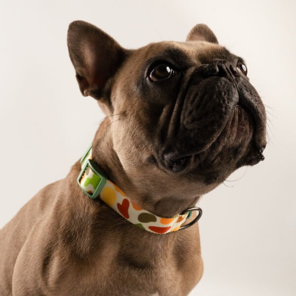 collar de nylon ajustable con diseños surtidos, con correa