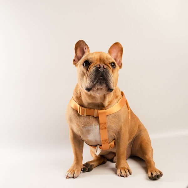 Arnés en nylon, Dog Leash