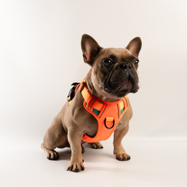Arnés para perros reflectivo, Service Dog